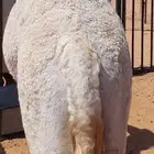 قعود كفو