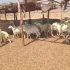 طليان مناسبات. ورخال مقاني