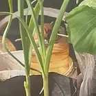 شتول خضار عضوية من سلالة عضوية