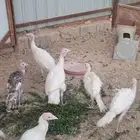 دجاج رومي