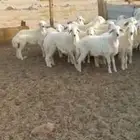 رخال وضان ونعجه خلفة