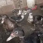 للبيع بط مصري