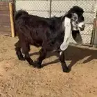 للبيع لكزس جذع عارضي صنف
