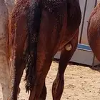 بكره فل شحم عمرها حول 8 اشهر