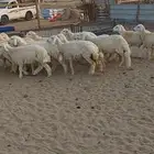 بهم ممتاز