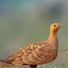 قطا للبيع