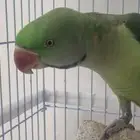 ذكر درة نيبالي