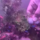 Aquarium plant Ambulia bunch