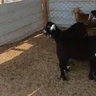 تيوس وجفار ممتازة وفحل ادهم