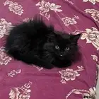 للبيع شيرازي هملايا