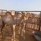 قعدان أوارك مفاريد سمان
