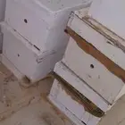 صناديق نحل للبيع