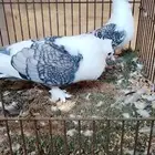 للبيع جوز حب الرمان