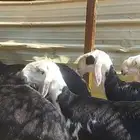 للبيع خمس شياة ورخل ومشروع فحل وطلي عالقضب