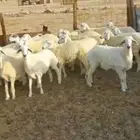 خلفه... ورخال وفحل