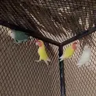 يوجد عدد طيور روز ثلاث اناث و اثنين ذكر -حي البستان الحليله