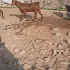 تيس محايلي أدهم ادبس مشروع فحل مميز جدا