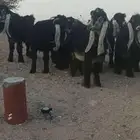 للبيع مشاريع فحول عوارض صنف