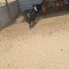 تيوس مخصاة. وجفار ضريع وفحل