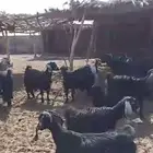 استثمار تأجير مزرعه بالغنم