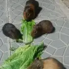 وبر مستورد للبيع