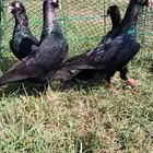 للبيع 5 حبات دنشات