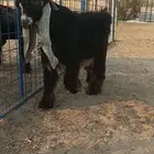 للبيع جذع عارضي صنف