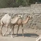 حشوان بلدي للبيع