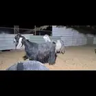 ( تم البيع ) معزا جروم ناهيه