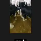 للبيع ثلاث رخال والفحل