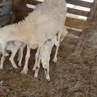 خلفة متومة. وطلي سواكن شحم