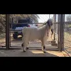 ( تم البيع ) تيس فحل طيب منوة القناي