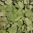 ورق سدر بري ورق صغير وورق كبير اخضر و مجفف في الظل