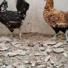 للبيع 3 دجاجات عربي