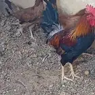 دجاج ترثه اصل