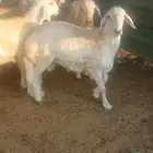 طليان جبرة وشعرة وطرف وتيوس وجفار