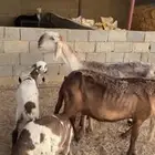 شياه سواكن خلفات