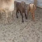 خلفات ضان وسواكنية وفحول ورخاال