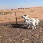 خلفات حريات