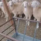 طليان شحم رخال ذبايح او مقنا