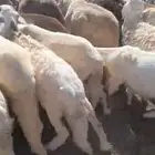 سواكن مرابي