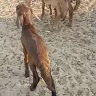 خلفات ضان ومعزا ومتومات وفحل