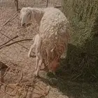 للبيع شاه تحتها رخل