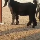 للبيع جذع عارضي صنف