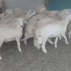 طليان ذبايح رخال مقنا وذبايح وفحول