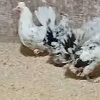 دجاج عربي وحباحب وبلدي الموقع النعيريه