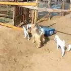 تيوس وجفار شحم ذبايح وخلفات معزا