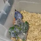 فرخ لوري رد كولار للبيع((تم البيع))