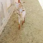 2 تيوس هجين صلالي