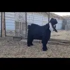 فحل تيس عارضي منوة القناي.